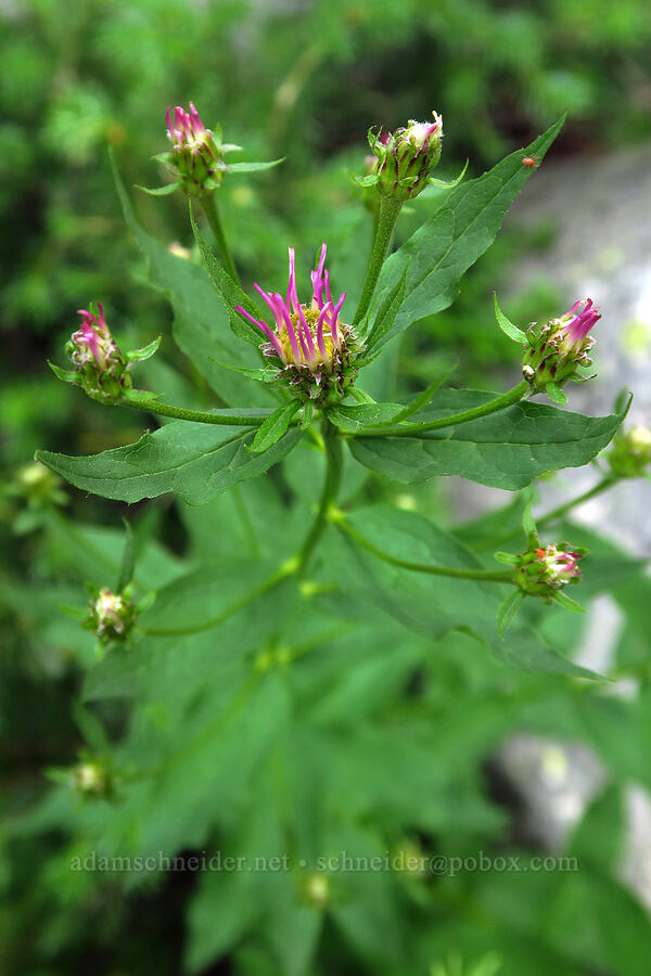 Engelmann's aster, budding (Doellingeria engelmannii (Eucephalus engelmannii) (Aster engelmannii)) [Lofty Lake Loop Trail, Uinta-Wasatch-Cache National Forest, Summit County, Utah]