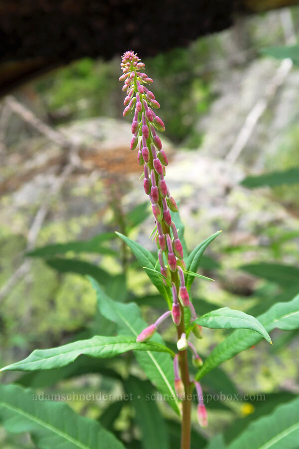 fireweed, budding (Chamerion angustifolium (Chamaenerion angustifolium) (Epilobium angustifolium)) [Lofty Lake Loop Trail, Uinta-Wasatch-Cache National Forest, Summit County, Utah]