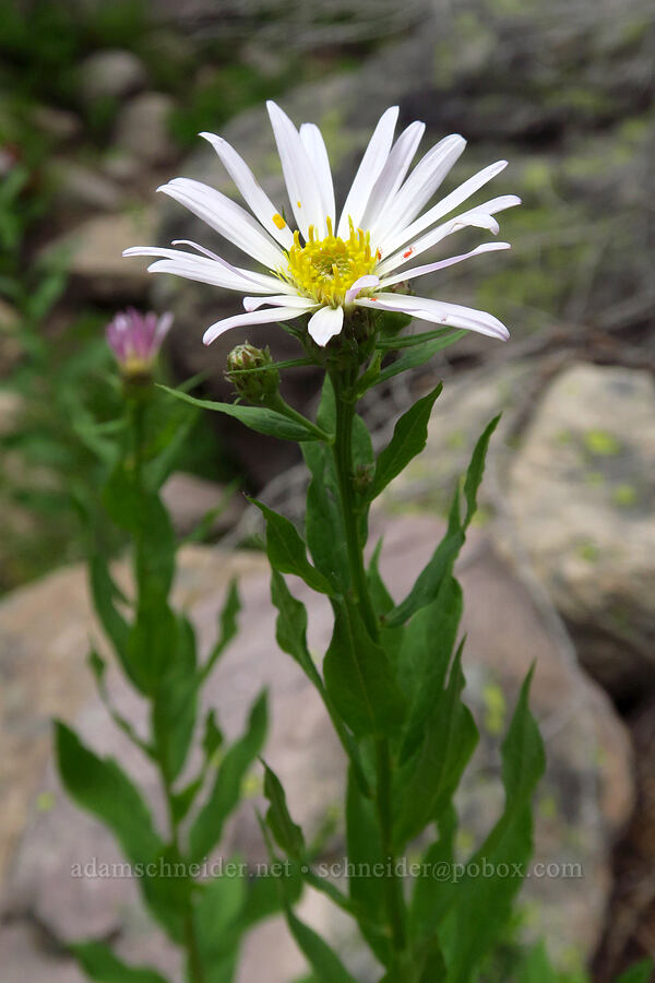 Engelmann's aster (Doellingeria engelmannii (Eucephalus engelmannii) (Aster engelmannii)) [Lofty Lake Loop Trail, Uinta-Wasatch-Cache National Forest, Summit County, Utah]
