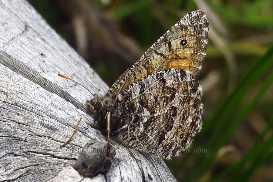 chryxus arctic butterfly (Oeneis chryxus) [Lofty Lake Loop Trail, Uinta-Wasatch-Cache National Forest, Summit County, Utah]