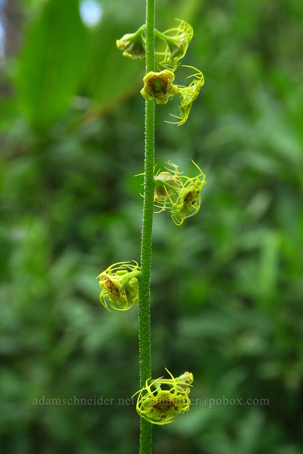 five-stamen mitrewort (Pectiantia pentandra (Mitella pentandra)) [Reid's Meadow, Uinta-Wasatch-Cache National Forest, Summit County, Utah]