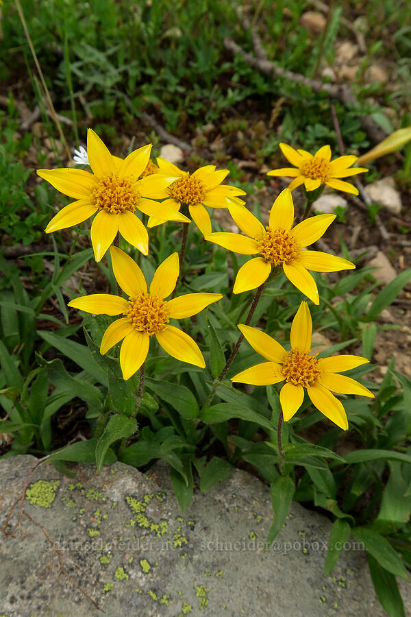 subalpine arnica (Arnica rydbergii) [Lofty Lake Loop Trail, Uinta-Wasatch-Cache National Forest, Duchesne County, Utah]