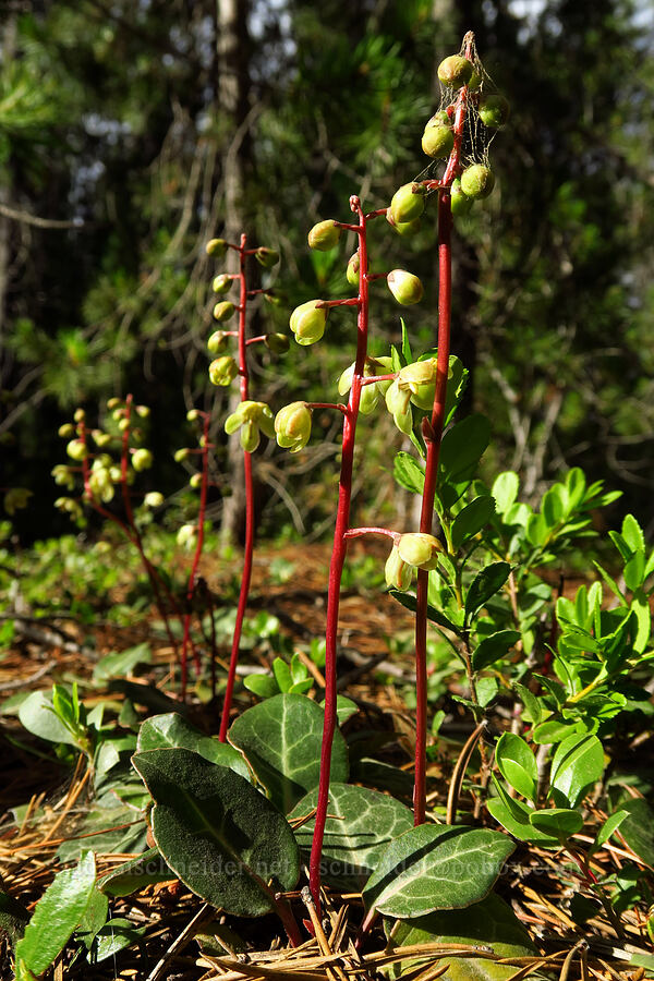 white-veined pyrola (Pyrola picta) [Forest Road 1800, Okanogan-Wenatchee National Forest, Yakima County, Washington]