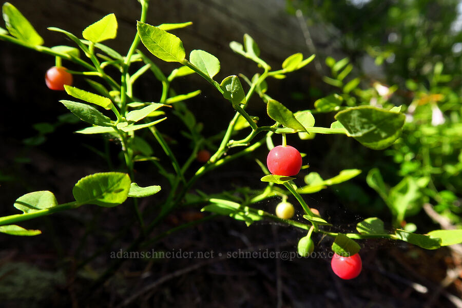grouse whortleberries (Vaccinium scoparium) [Mt. Aix Trail, William O. Douglas Wilderness, Yakima County, Washington]
