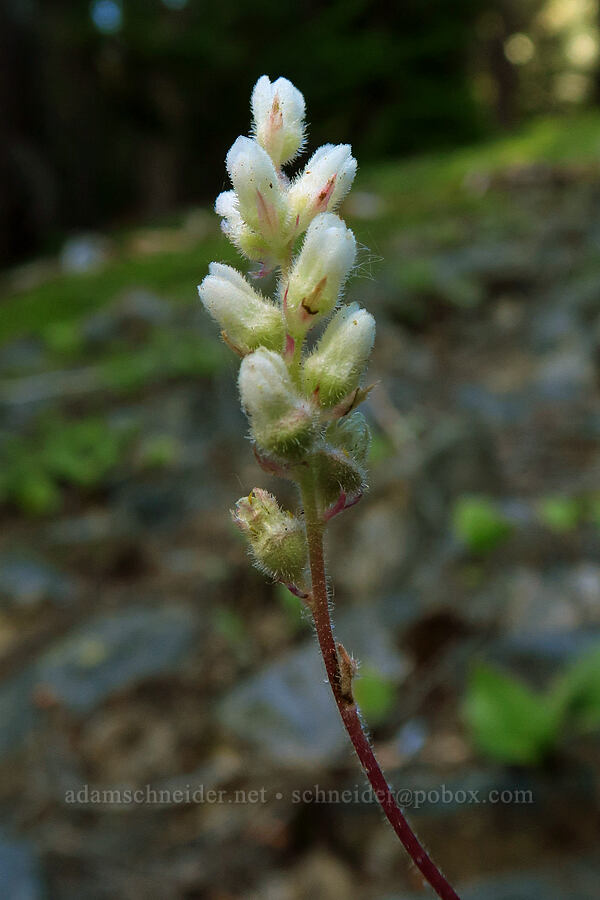 round-leaf alumroot (Heuchera cylindrica) [Mt. Aix Trail, William O. Douglas Wilderness, Yakima County, Washington]