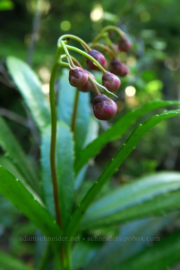 pipsissewa, budding (Chimaphila umbellata) [Mt. Aix Trail, William O. Douglas Wilderness, Yakima County, Washington]
