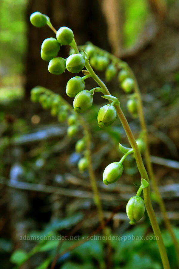one-sided wintergreen (Orthilia secunda (Pyrola secunda)) [Mt. Aix Trail, William O. Douglas Wilderness, Yakima County, Washington]