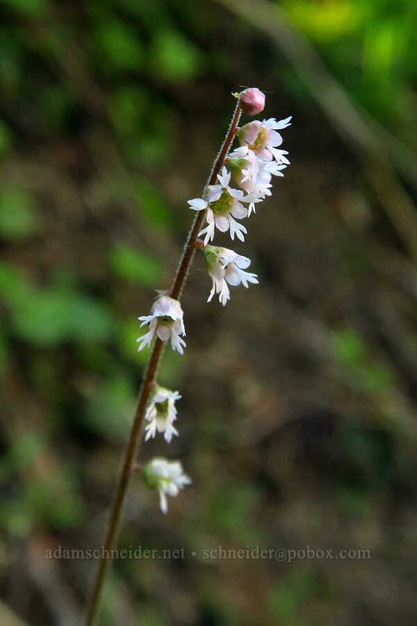 three-tooth mitrewort (Ozomelis trifida (Mitella trifida)) [Mt. Aix Trail, William O. Douglas Wilderness, Yakima County, Washington]