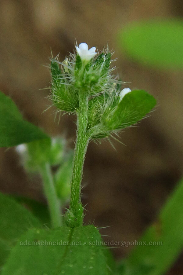 slender cryptantha (Cryptantha affinis) [Mt. Aix Trail, William O. Douglas Wilderness, Yakima County, Washington]