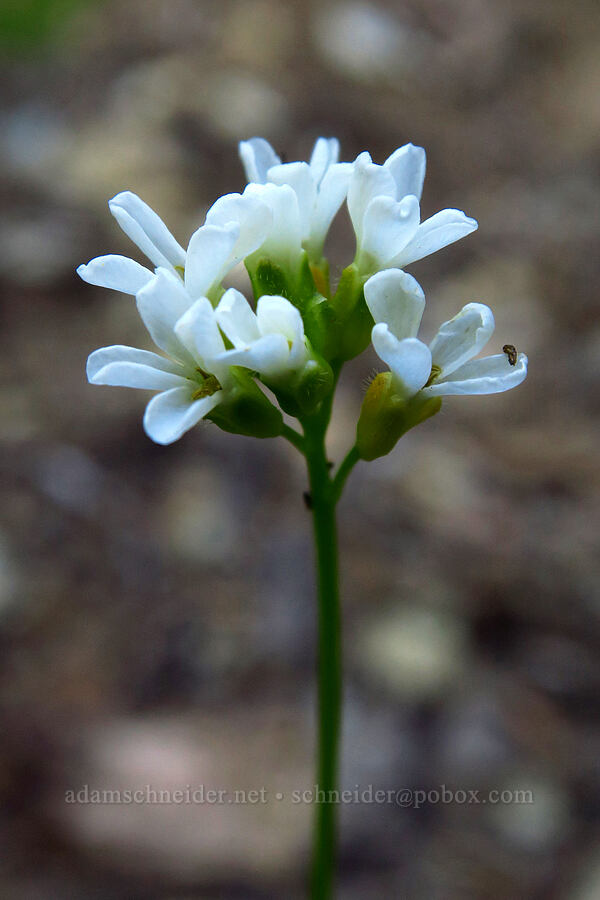 Cascade rock-cress (Arabis furcata) [Mt. Aix Trail, William O. Douglas Wilderness, Yakima County, Washington]