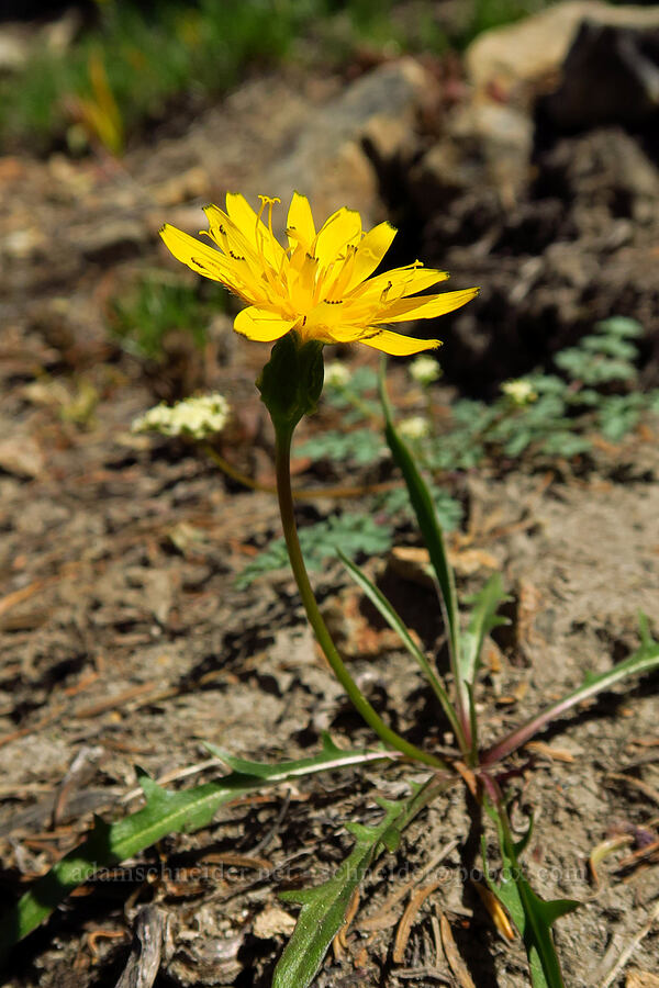 smooth mountain dandelion (alpine lake agoseris) (Nothocalais alpestris (Microseris alpestris)) [Mt. Aix Trail, William O. Douglas Wilderness, Yakima County, Washington]