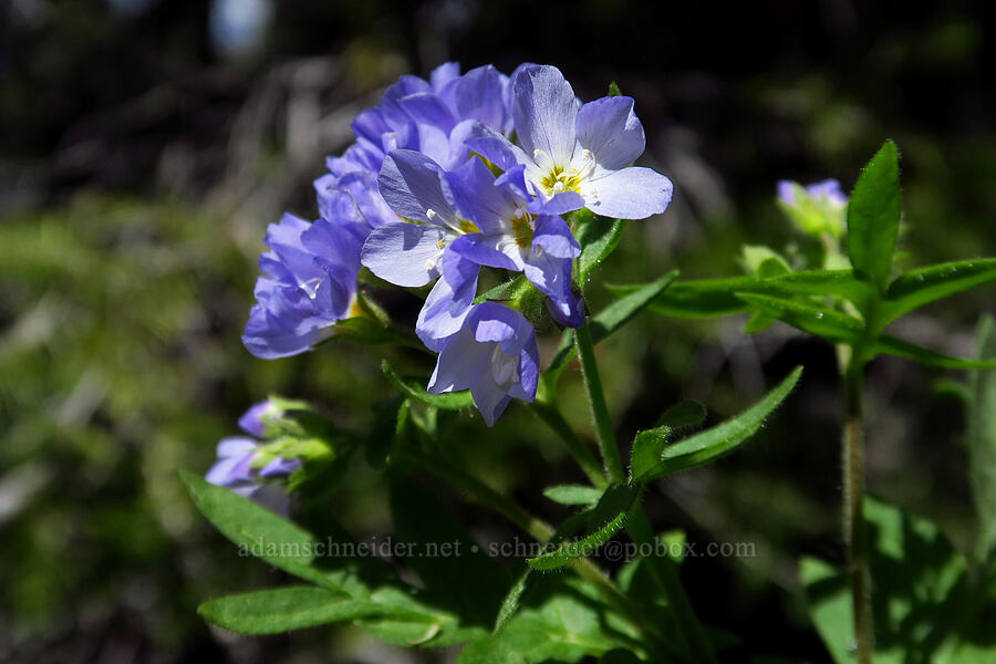 California Jacob's-ladder (Polemonium californicum) [Mt. Aix Trail, William O. Douglas Wilderness, Yakima County, Washington]
