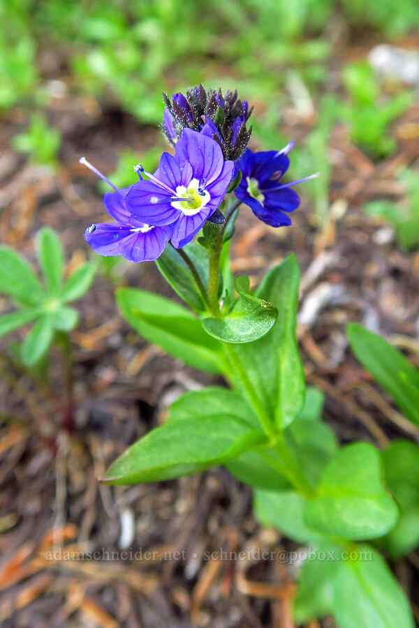 Cusick's speedwell (Veronica cusickii) [Mt. Aix Trail, William O. Douglas Wilderness, Yakima County, Washington]