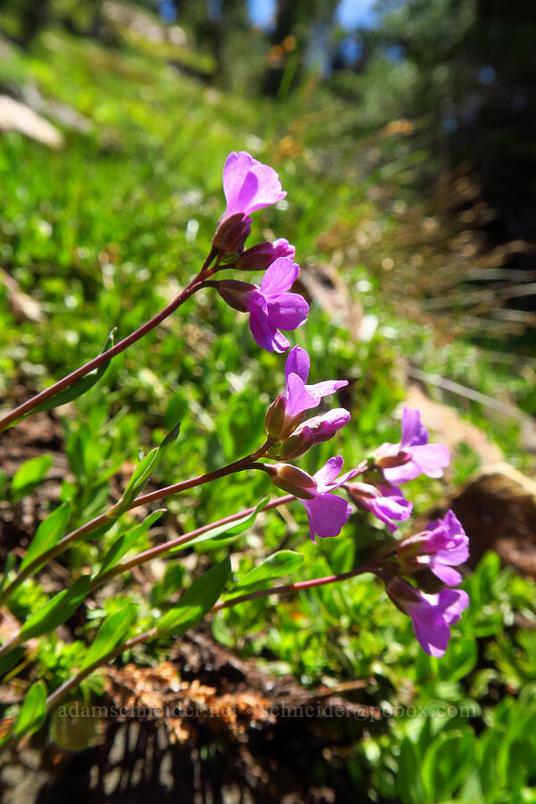 Lyall's rock-cress (Boechera lyallii (Arabis lyallii)) [Mt. Aix Trail, William O. Douglas Wilderness, Yakima County, Washington]