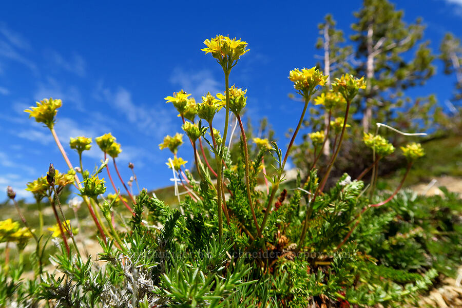 Tweedy's ivesia (Ivesia tweedyi (Potentilla tweedyi)) [Mt. Aix Trail, William O. Douglas Wilderness, Yakima County, Washington]