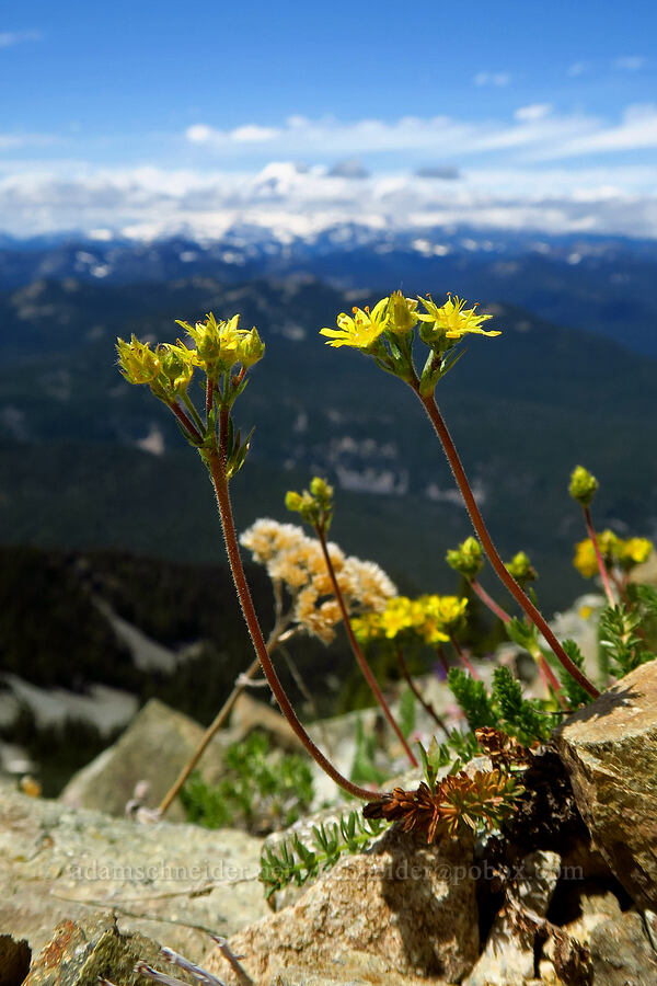 Tweedy's ivesia (Ivesia tweedyi (Potentilla tweedyi)) [Mt. Aix Trail, William O. Douglas Wilderness, Yakima County, Washington]