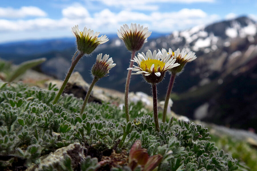cut-leaf fleabane (Erigeron compositus) [Mt. Aix Trail, William O. Douglas Wilderness, Yakima County, Washington]