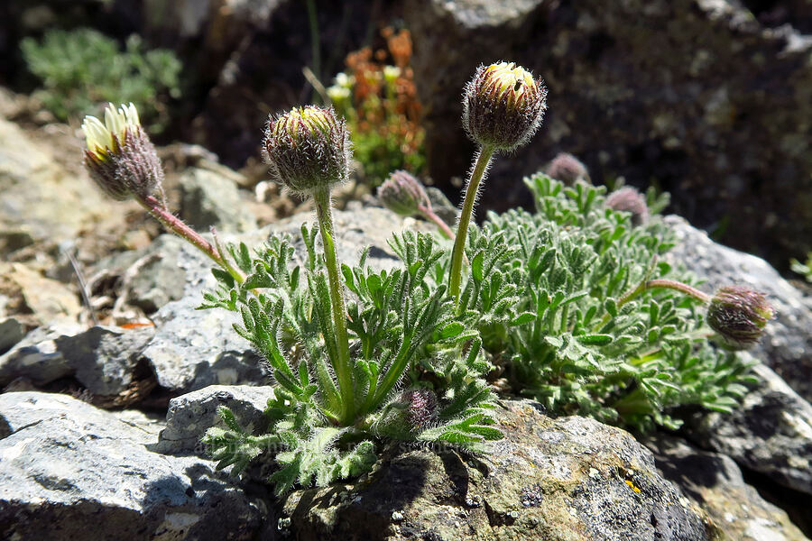 cut-leaf fleabane (Erigeron compositus) [Mt. Aix, William O. Douglas Wilderness, Yakima County, Washington]