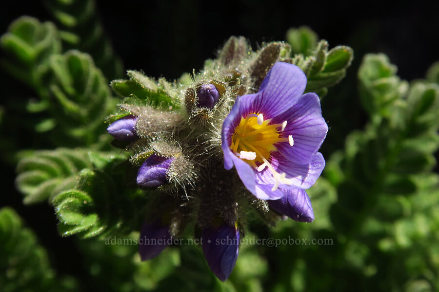 elegant Jacob's-ladder (Polemonium elegans) [Mt. Aix, William O. Douglas Wilderness, Yakima County, Washington]