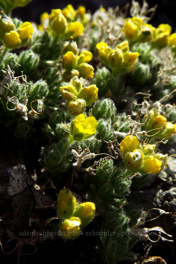 Olympic draba (Draba novolympica) [Mt. Aix summit, William O. Douglas Wilderness, Yakima County, Washington]