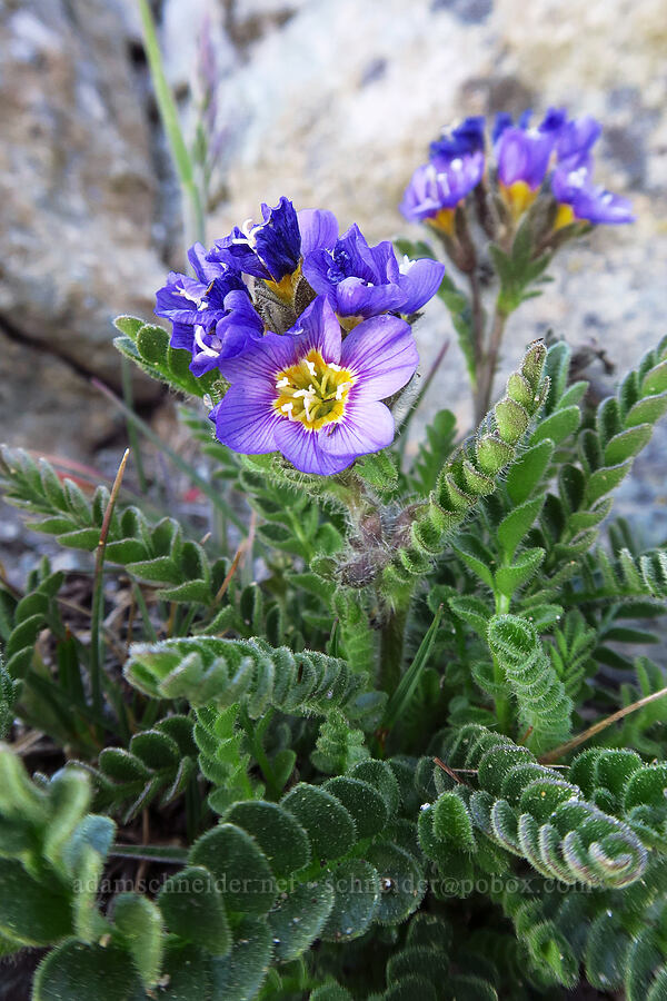 elegant Jacob's-ladder (Polemonium elegans) [Mt. Aix, William O. Douglas Wilderness, Yakima County, Washington]
