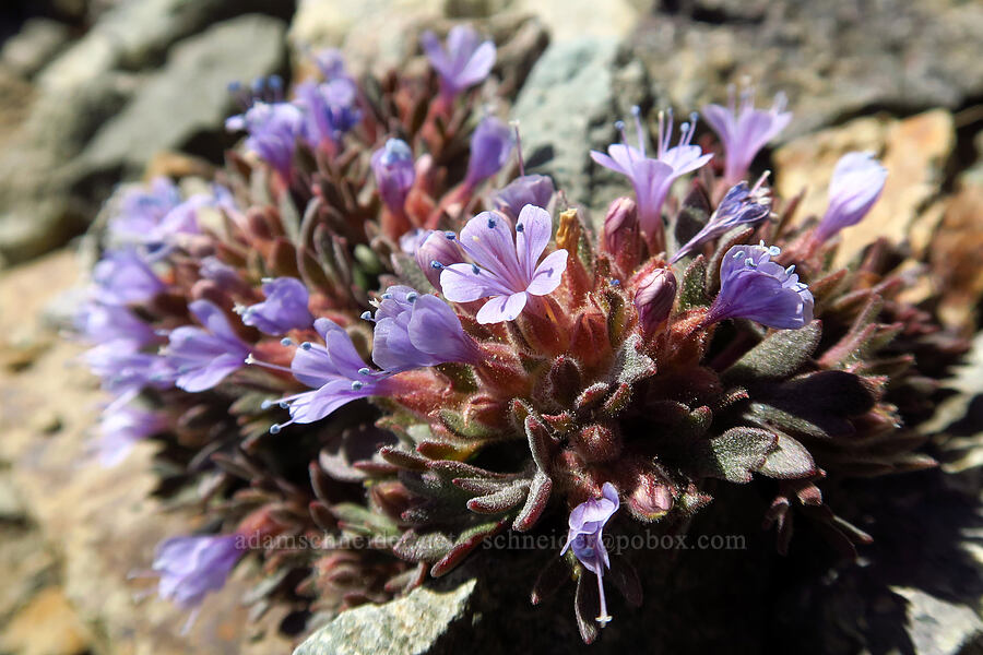 talus collomia (Collomia larsenii) [Mt. Aix Trail, William O. Douglas Wilderness, Yakima County, Washington]