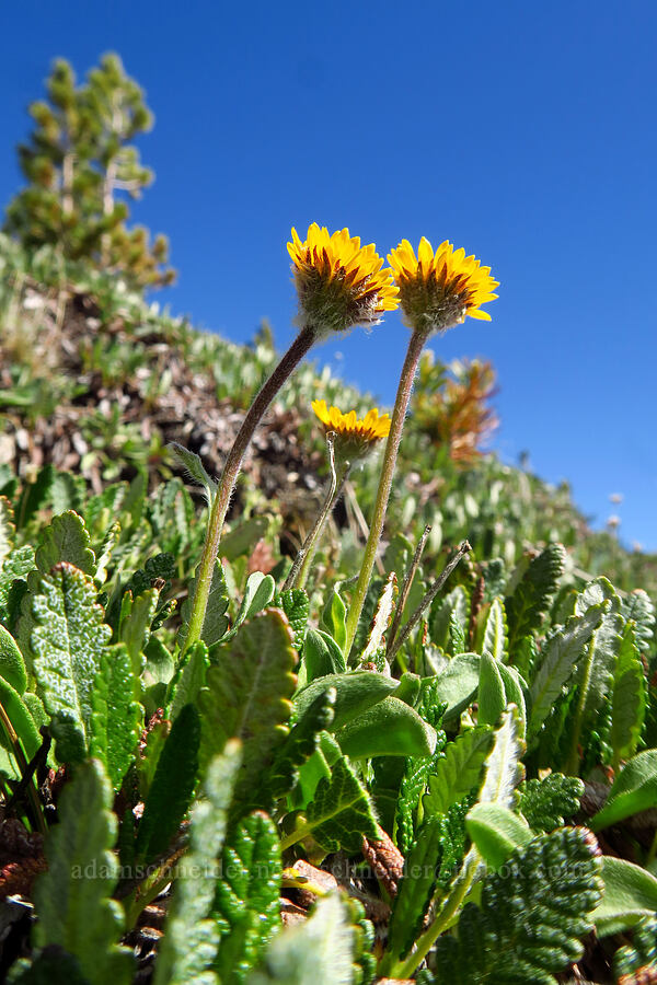 golden fleabane (Erigeron aureus) [Mt. Aix Trail, William O. Douglas Wilderness, Yakima County, Washington]