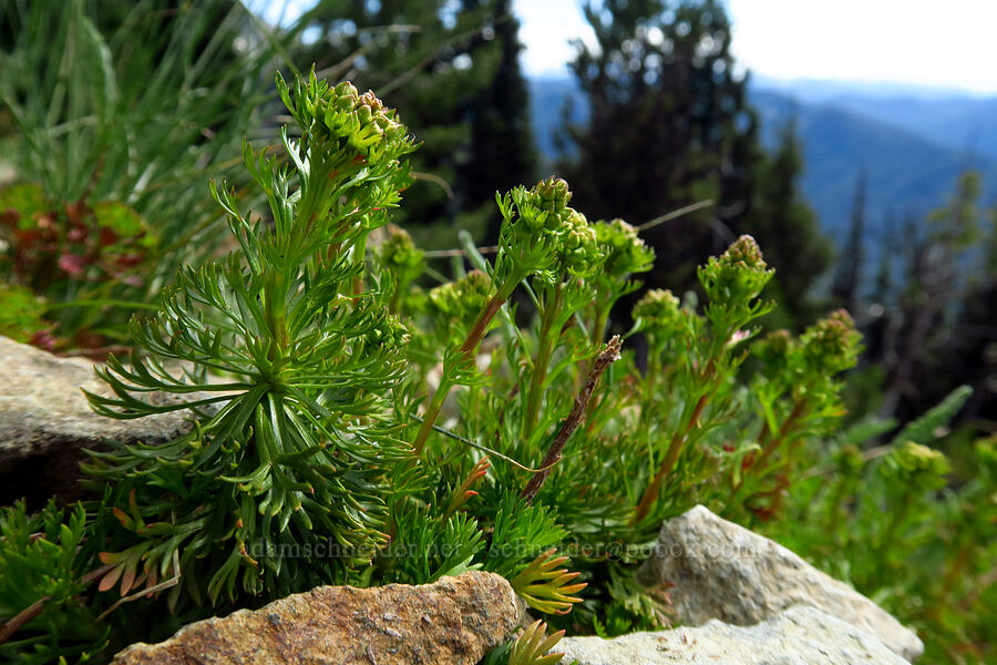 partridgefoot, budding (Luetkea pectinata) [Mt. Aix Trail, William O. Douglas Wilderness, Yakima County, Washington]
