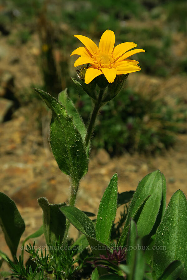 hairy arnica (Arnica mollis) [Mt. Aix Trail, William O. Douglas Wilderness, Yakima County, Washington]