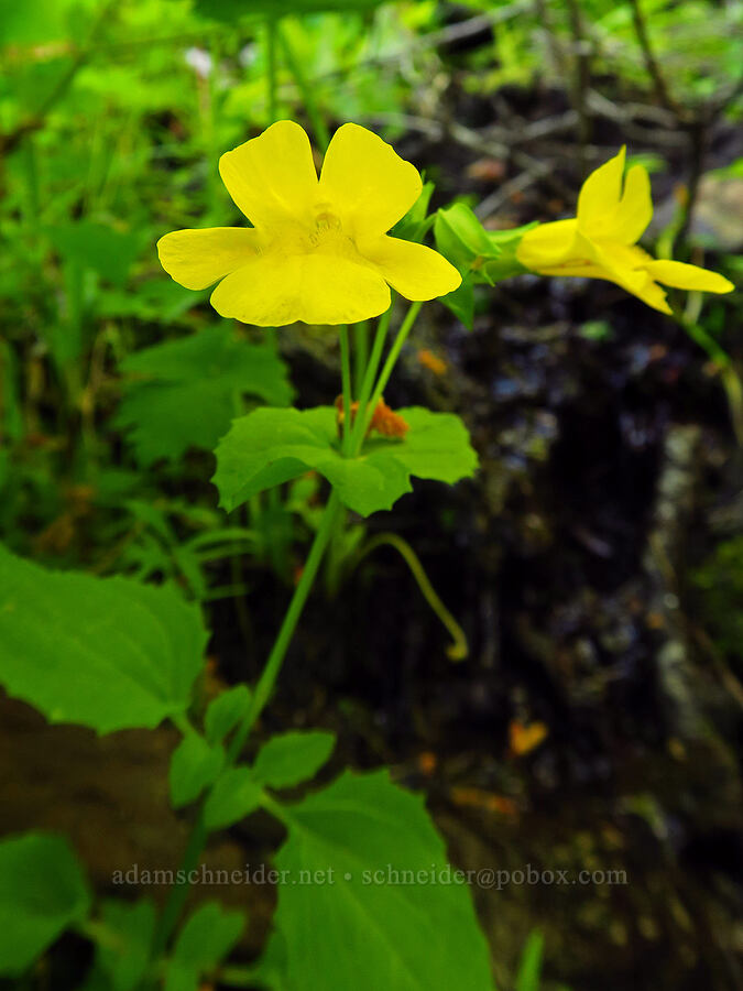 sharp-leaved monkeyflower (Erythranthe decora (Mimulus guttatus var. decorus)) [Mt. Aix Trail, William O. Douglas Wilderness, Yakima County, Washington]