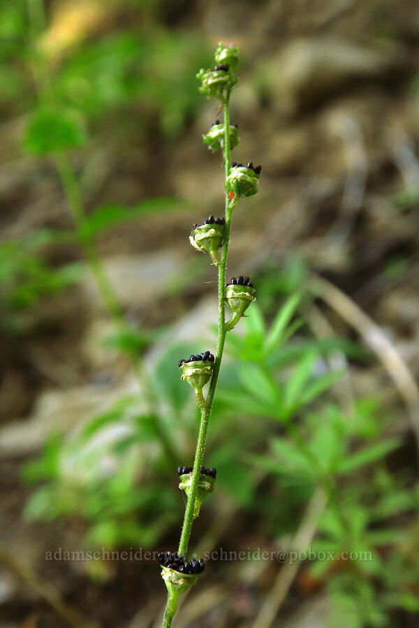 mitrewort seeds (Mitella sp.) [Mt. Aix Trail, William O. Douglas Wilderness, Yakima County, Washington]