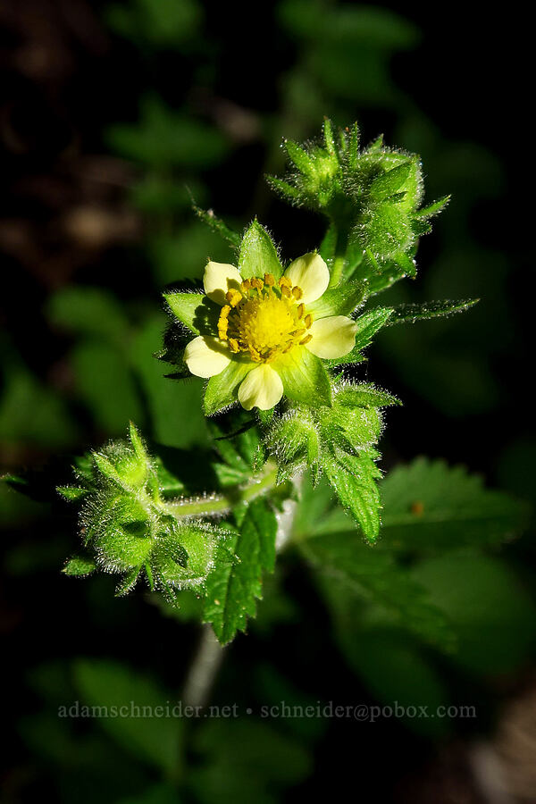 sticky cinquefoil (Drymocallis glandulosa (Potentilla glandulosa)) [Mt. Aix Trail, William O. Douglas Wilderness, Yakima County, Washington]