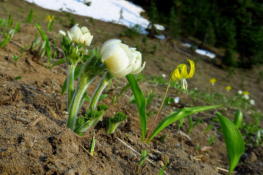pasqueflowers & glacier lilies (Anemone occidentalis (Pulsatilla occidentalis), Erythronium grandiflorum) [Tipsoo Lake, Mt. Rainier National Park, Pierce County, Washington]