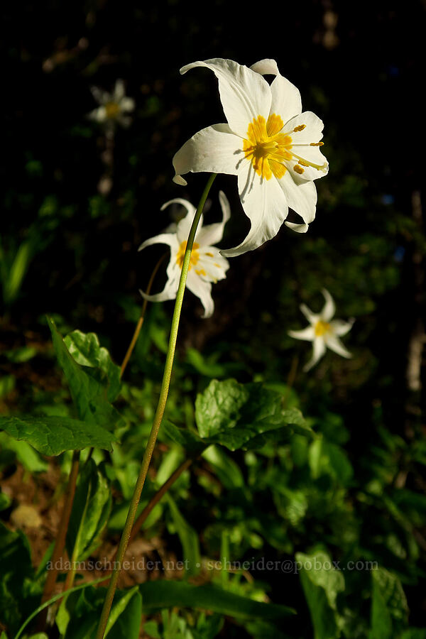 avalanche lilies (Erythronium montanum) [Tipsoo Lake, Mt. Rainier National Park, Pierce County, Washington]