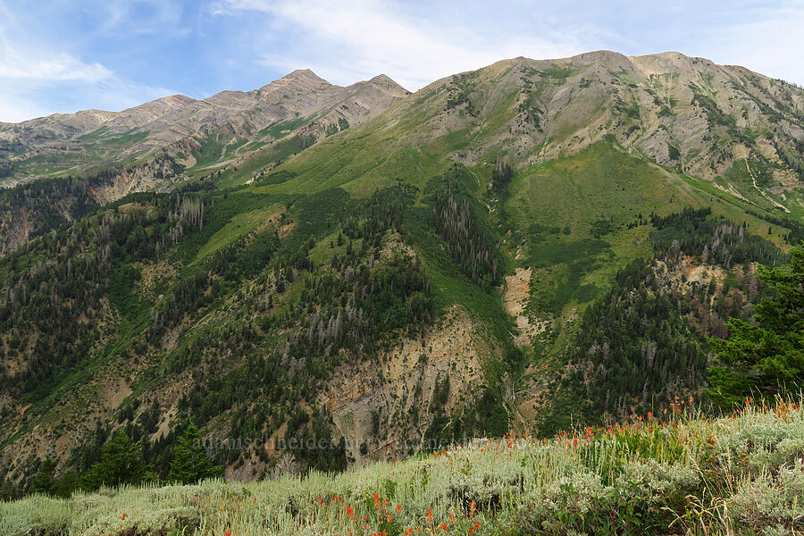 Mount Nebo & North Peak [Mt. Nebo Overlook, Uinta-Wasatch-Cache National Forest, Utah County, Utah]