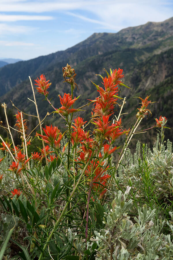 Wyoming paintbrush (Castilleja linariifolia) [Mt. Nebo Overlook, Uinta-Wasatch-Cache National Forest, Utah County, Utah]