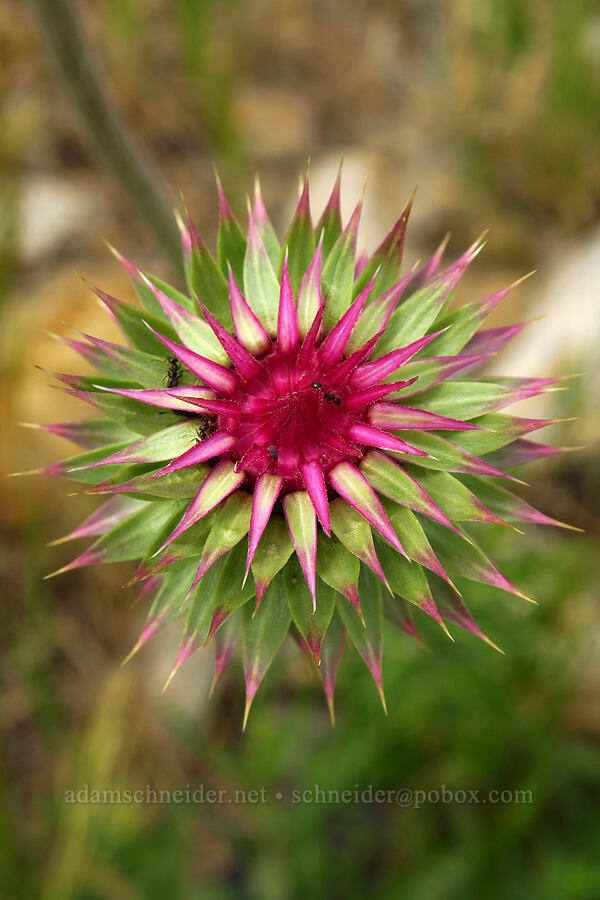 nodding thistle (musk thistle) (Carduus nutans) [Mt. Nebo Overlook, Uinta-Wasatch-Cache National Forest, Utah County, Utah]