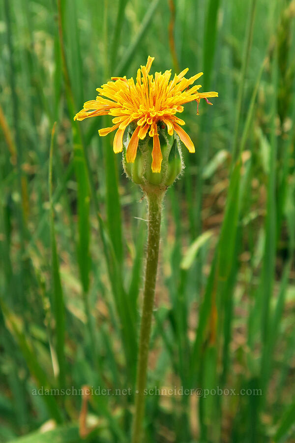 orange agoseris (Agoseris aurantiaca) [Forest Road 160, Uinta-Wasatch-Cache National Forest, Utah County, Utah]