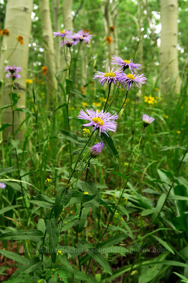 showy fleabane (Erigeron speciosus) [Forest Road 160, Uinta-Wasatch-Cache National Forest, Utah County, Utah]