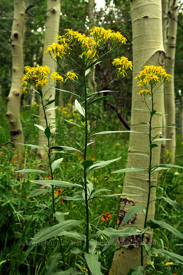 serrated ragwort (sawtooth groundsel) (Senecio serra var. serra) [Forest Road 160, Uinta-Wasatch-Cache National Forest, Utah County, Utah]