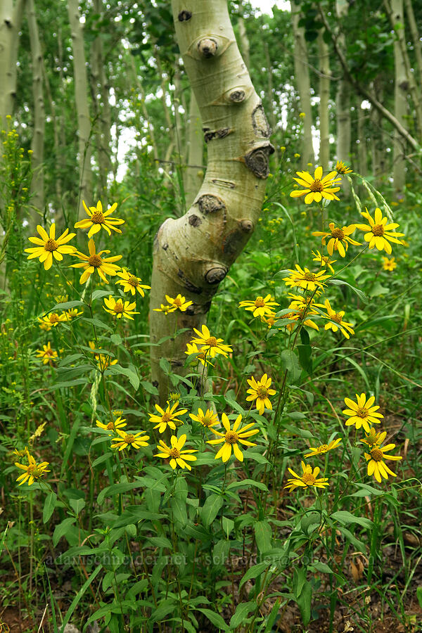 goldeneye & aspen (Heliomeris multiflora, Populus tremuloides) [Forest Road 160, Uinta-Wasatch-Cache National Forest, Utah County, Utah]