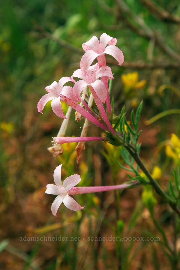 slender-tube skyrocket (Ipomopsis tenuituba) [North Peak Trail, Mount Nebo Wilderness, Utah County, Utah]