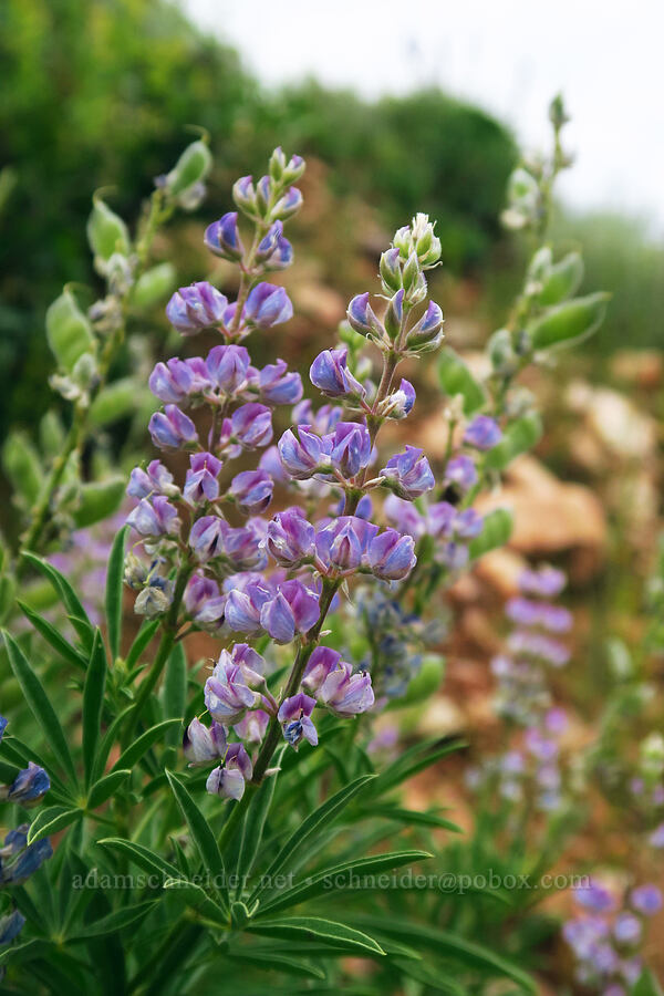 lupines (Lupinus sp.) [North Peak Trail, Mount Nebo Wilderness, Utah County, Utah]
