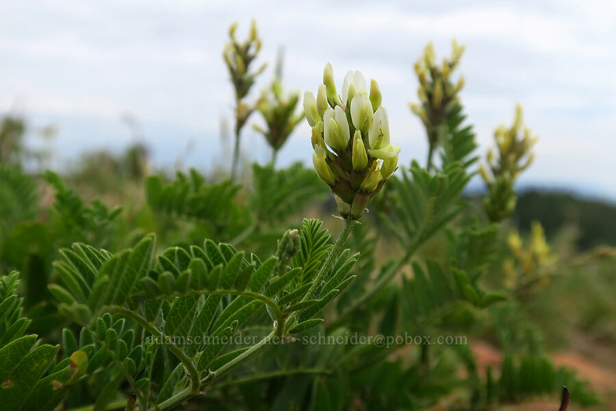 field locoweed (Oxytropis campestris) [North Peak Trail, Mount Nebo Wilderness, Utah County, Utah]
