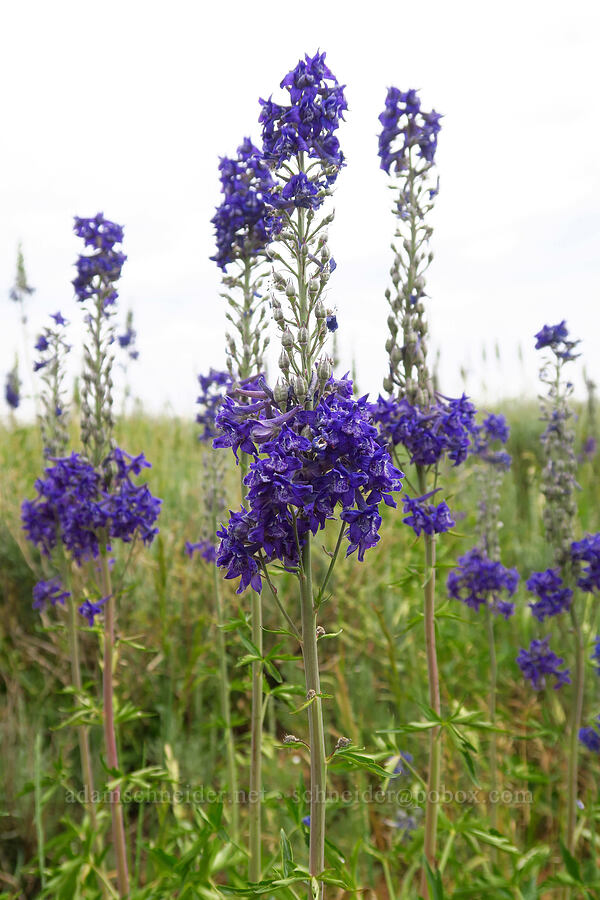hybrid larkspur (Delphinium x occidentale (Delphinium barbeyi x Delphinium glaucum)) [North Peak Trail, Mount Nebo Wilderness, Utah County, Utah]