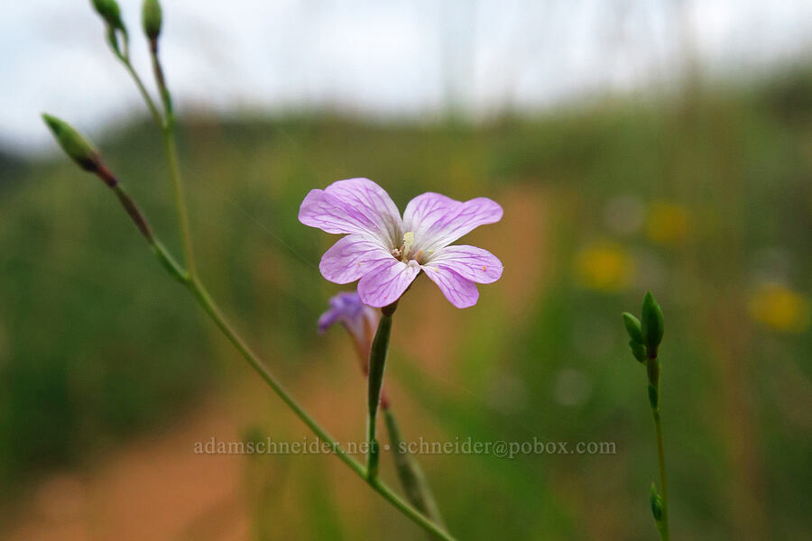 tall willow-herb (Epilobium brachycarpum) [North Peak Trail, Mount Nebo Wilderness, Utah County, Utah]