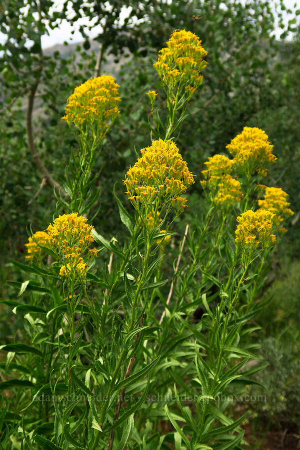 serrated ragwort (sawtooth groundsel) (Senecio serra var. serra) [North Peak Trail, Mount Nebo Wilderness, Utah County, Utah]