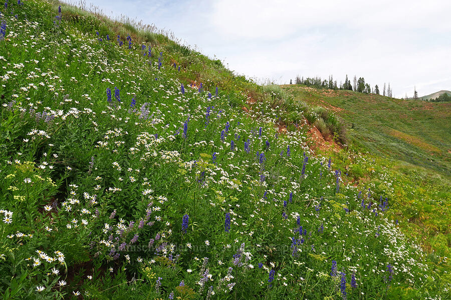Engelmann's aster & larkspur (Doellingeria engelmannii (Eucephalus engelmannii) (Aster engelmannii), Delphinium x occidentale (Delphinium barbeyi x Delphinium glaucum)) [North Peak Trail, Mount Nebo Wilderness, Utah County, Utah]