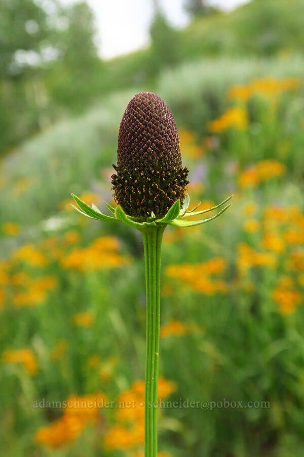 western coneflower (Rudbeckia occidentalis) [North Peak Trail, Mount Nebo Wilderness, Utah County, Utah]