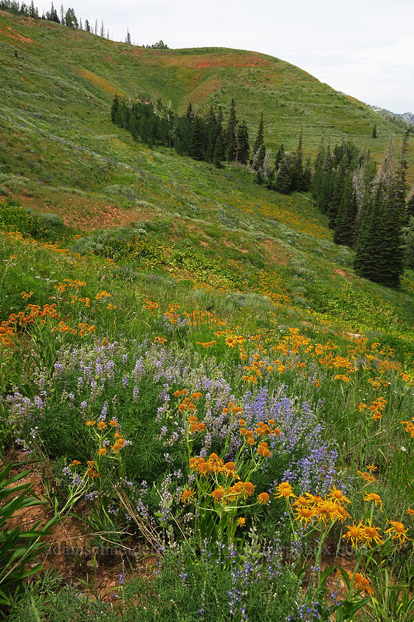 orange sneezeweed & lupines (Hymenoxys hoopesii, Lupinus sp.) [North Peak Trail, Mount Nebo Wilderness, Utah County, Utah]